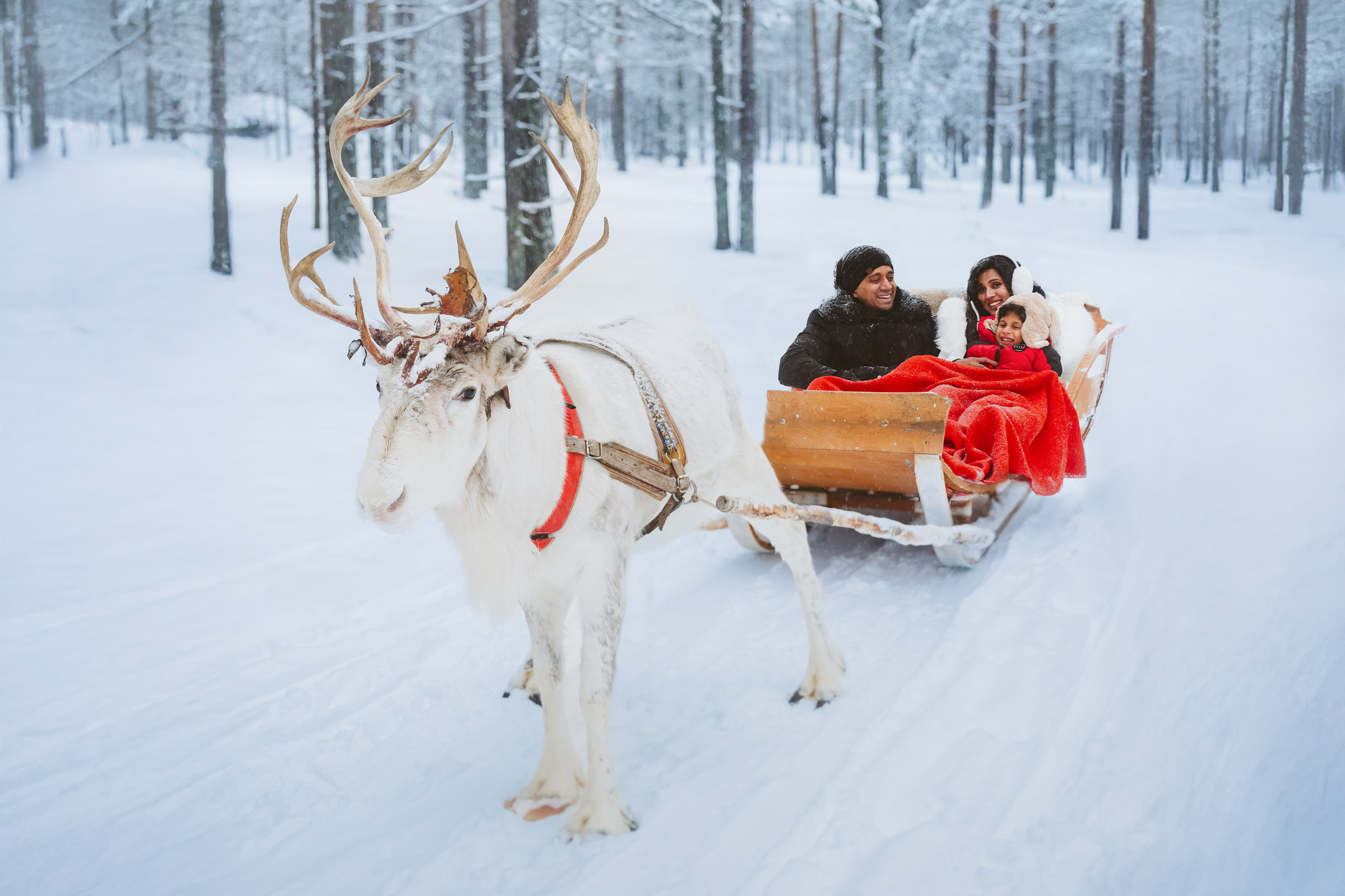 family on a reindeer ride near Rovaniemi Lapland