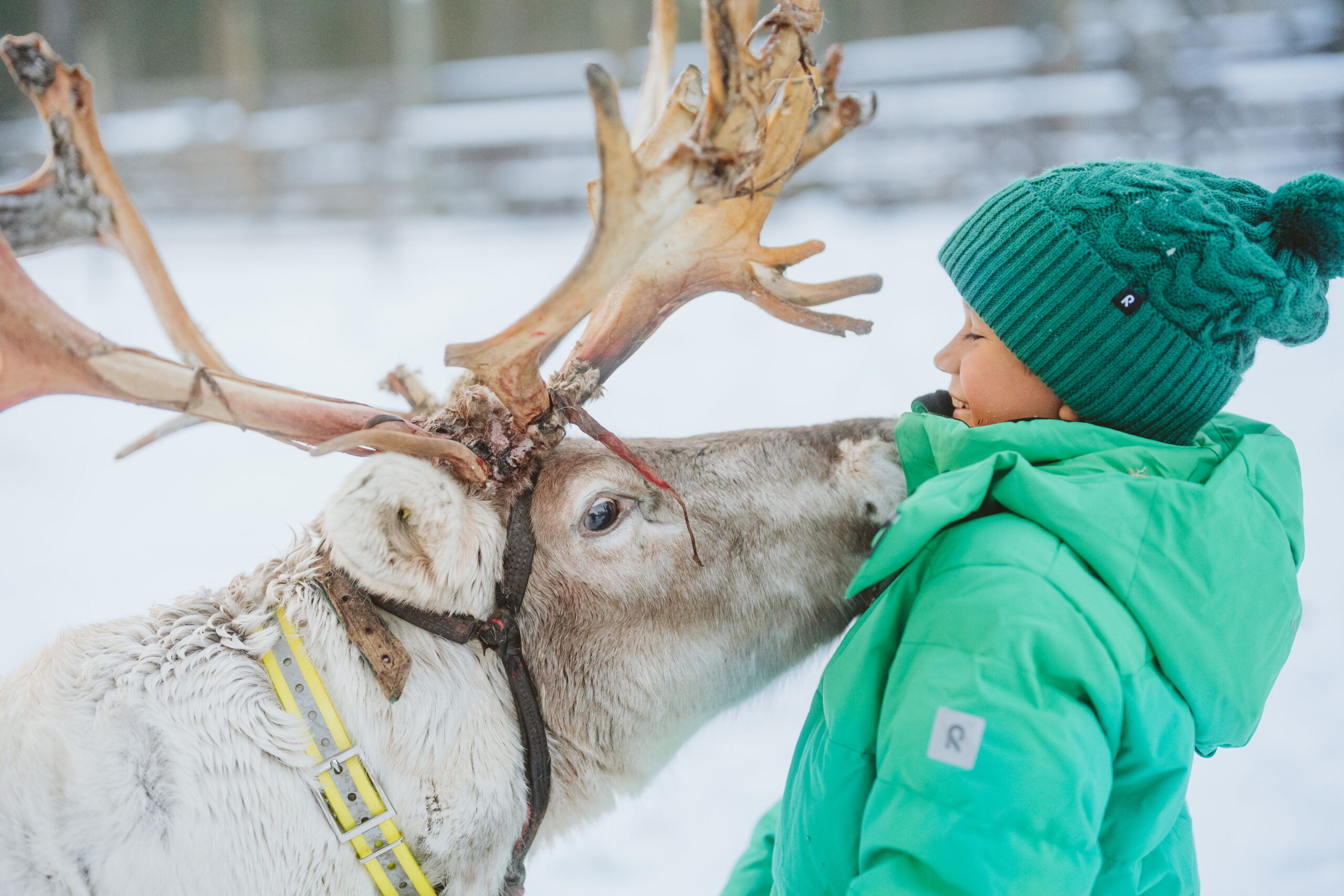 reindeer farm experience with kids Lapland